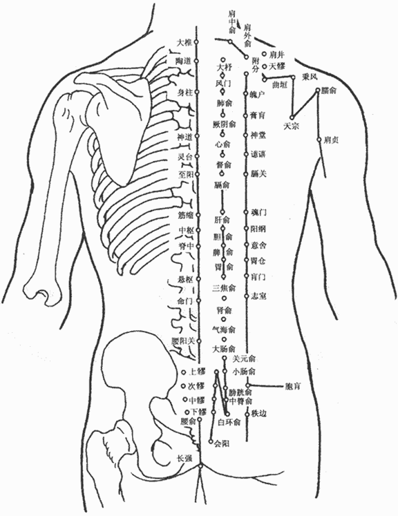人体(tǐ)背部穴(xué)位图 人体背部穴位图