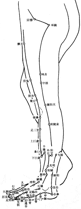 人体下肢(zhī)外侧穴(xué)位图 人(rén)体下肢外侧(cè)穴位图
