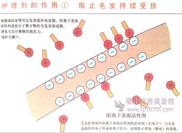 护(hù)理剂的作(zuò)用-阻止毛发持(chí)续受损 护理剂的作用-阻止毛发持续受损