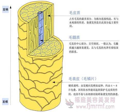 毛发的(de)三层构造(zào) 毛发的(de)三层构造