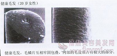 健康(kāng)毛发的毛(máo)鳞片(piàn)-毛发构造 健(jiàn)康毛发的(de)毛鳞(lín)片-毛发构造(zào)