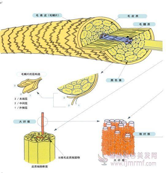 毛发的(de)细微构造(zào) 毛发的细微构(gòu)造(zào)