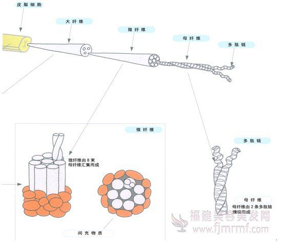 毛发内部的”超微观“世界 毛发内(nèi)部的”超(chāo)微(wēi)观(guān)“世(shì)界
